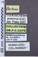 Etikette zu Ludioschema proximum (NHMW-ZOO-COL-0008829)